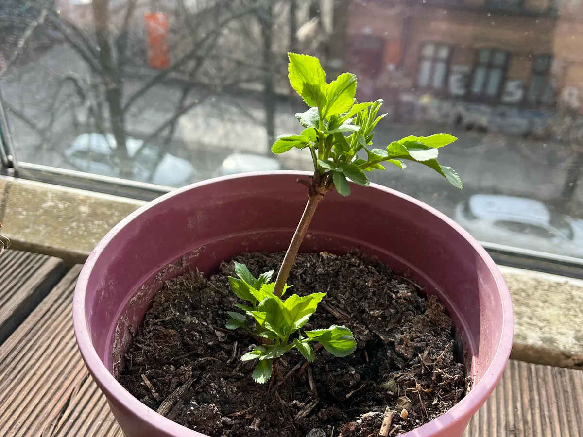 A bare elder cutting in a pink pot on a windowsill, sprouting fresh green leaves